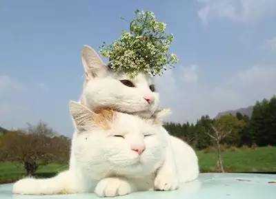 冬天的猫猫最喜欢玩什么游戏?你猜.