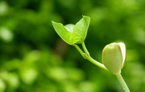 【渊感悟】心是一块田,快乐自己种!