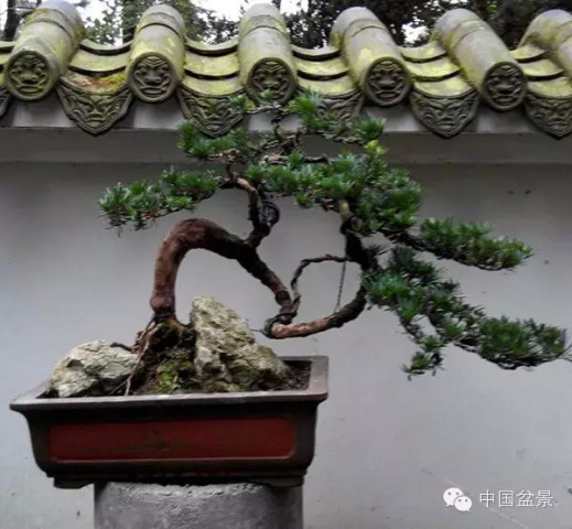 不畏逆境景色美:一亿日元的松树盆景啥模样?