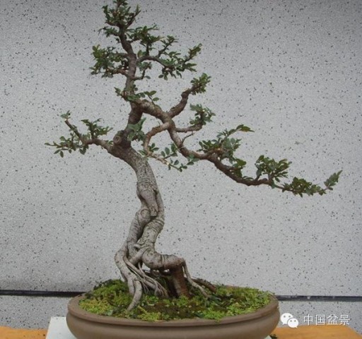 附墙榆树盆景 d801e2203f0e06e6131fa4bc4d698fb9_512_480.jpg