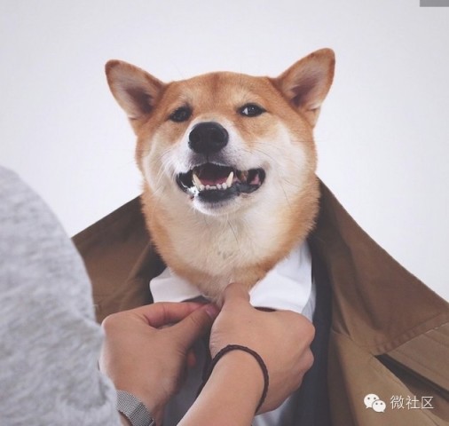 收入证明_收入一狗(3)
