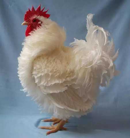 美丽的大公鸡还有-楚尘文化