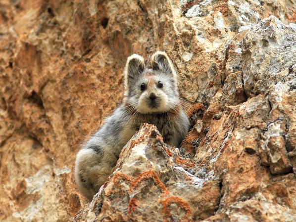 时隔24年伊犁鼠兔再现中国 现存不足千只比熊猫还稀有