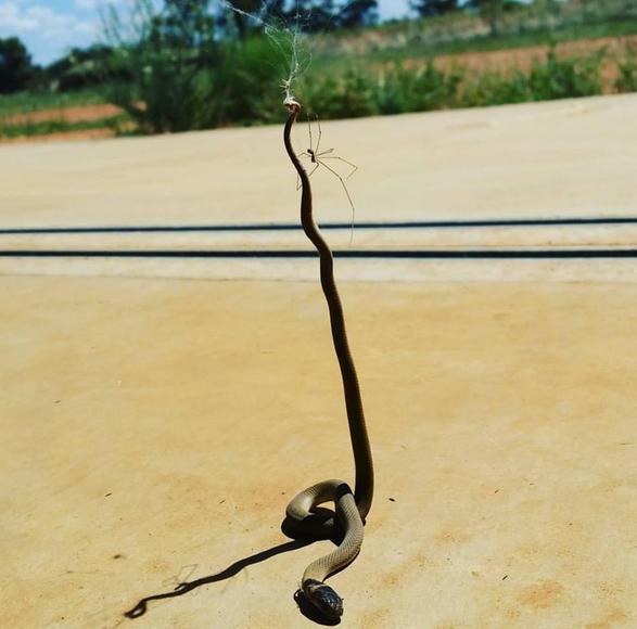 澳洲蜘蛛大战棕蛇将对方杀死 毒牙长腿幽灵蛛