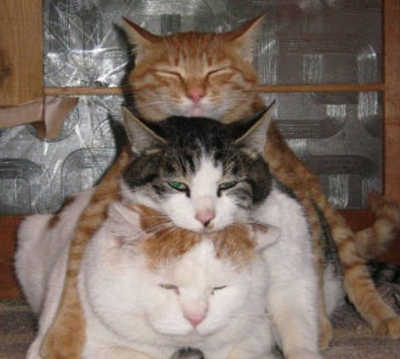 冬天的猫猫最喜欢玩什么游戏?你猜.