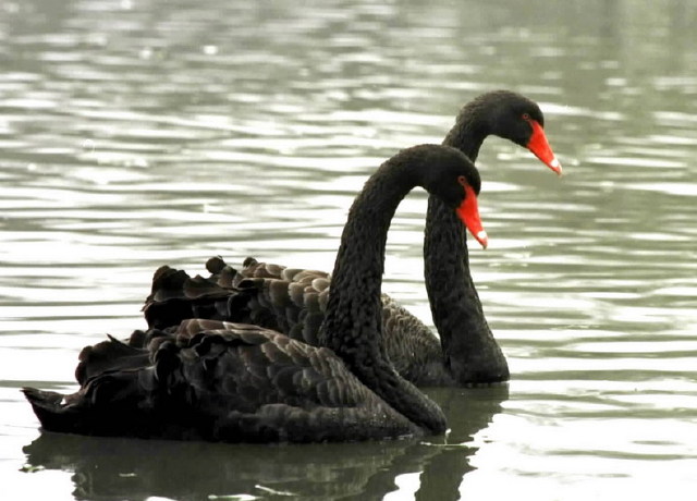 黑天鹅事件是什么_獐子岛黑天鹅事件_什么是