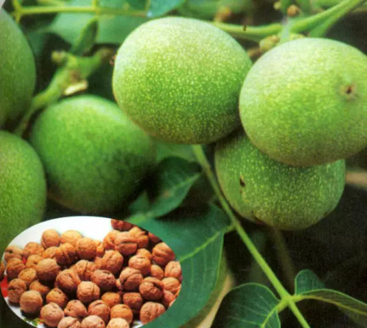 知道芝麻、菠萝.这些东西是怎么长出来的吗?让