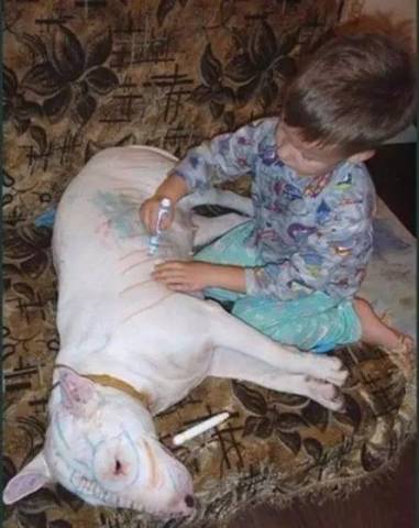 别让熊孩子和狗单独相处,你永远都不知道会发