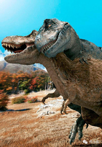 人与自然狮子交配