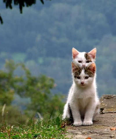 冬天的猫猫最喜欢玩什么游戏?你猜.