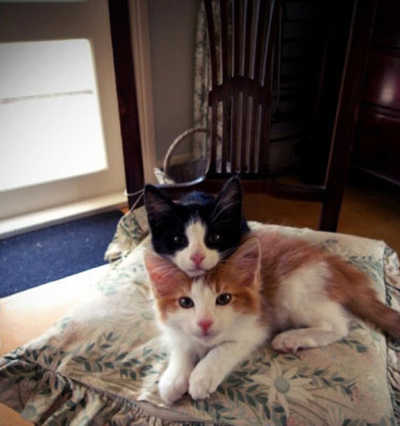 冬天的猫猫最喜欢玩什么游戏?你猜.