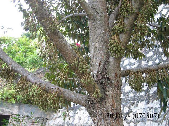 榴莲的生长过程 ,见证生命的神奇!-每天一则小