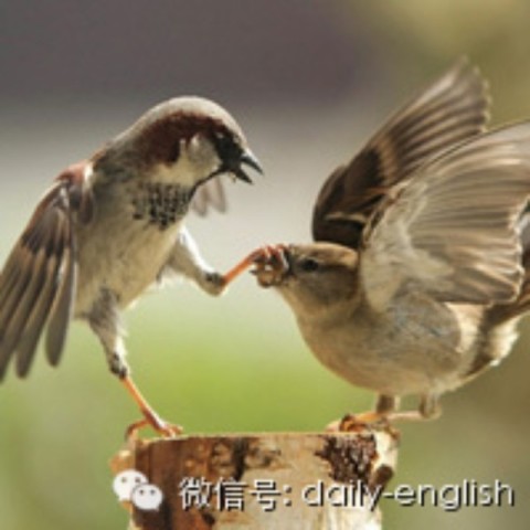 看人气美剧学口语词汇:闭嘴-每日英语-生活资讯