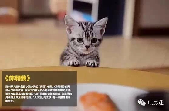 10部感人至深的人与动物电影,你都看过么