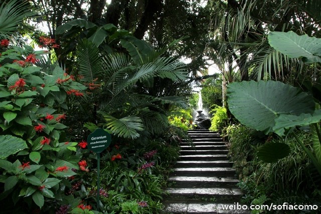 秘密花园学画记(一):海上音乐伊甸园