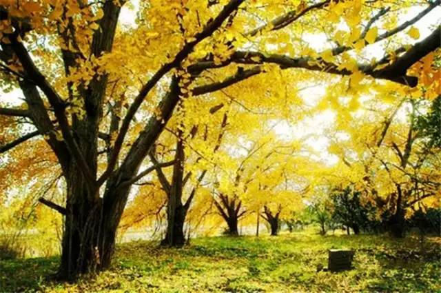 王卉朗诵 在秋天里行走