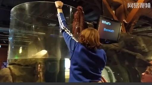 美国一 水族馆章鱼  越狱 吓坏游客 视频走红网络