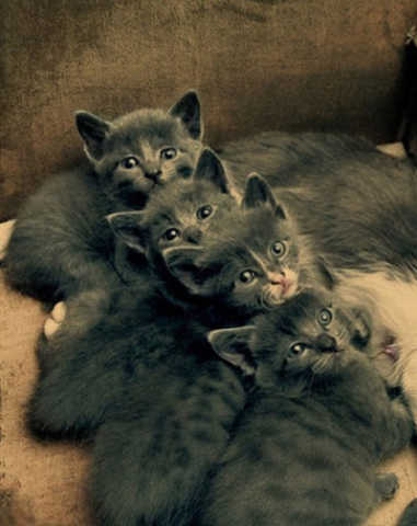 冬天的猫猫最喜欢玩什么游戏?你猜.