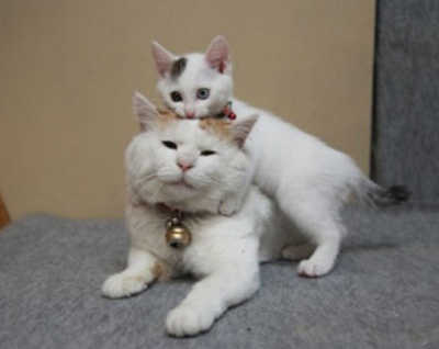 冬天的猫猫最喜欢玩什么游戏?你猜.