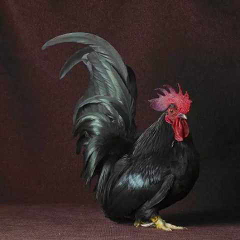 美丽的大公鸡还有-楚尘文化