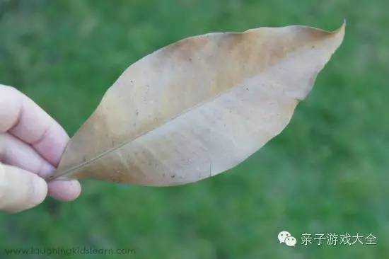 欧美幼儿园最受欢迎游戏:自然元素的浮沉实验