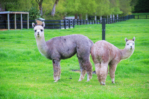 冬季南半球旅行:自驾新西兰动物世界_手机新浪网