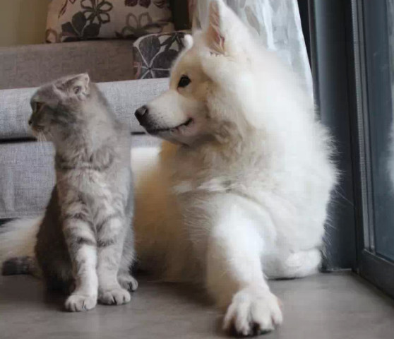 Cut!不拍了! 这借位吻戏你俩演的有没有走心你