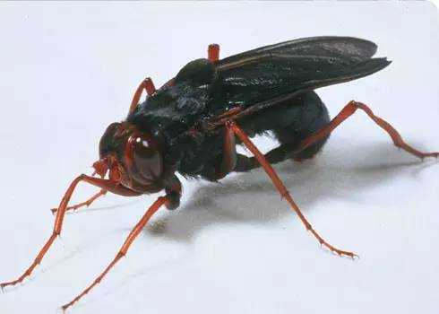 重口慎点:非洲最大的苍蝇,为何会倒在偷猎者的