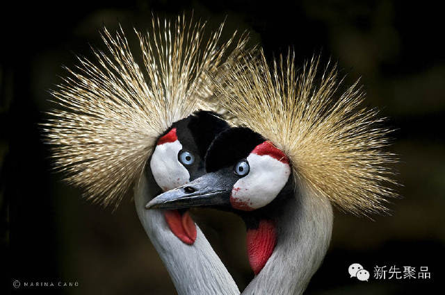 世界上最大的动物的英文 fa97dd9deb0ecf974d1c2b6f4b7fb41f_880_585.jpg