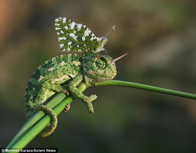 变色龙与白斑蝶融为一体