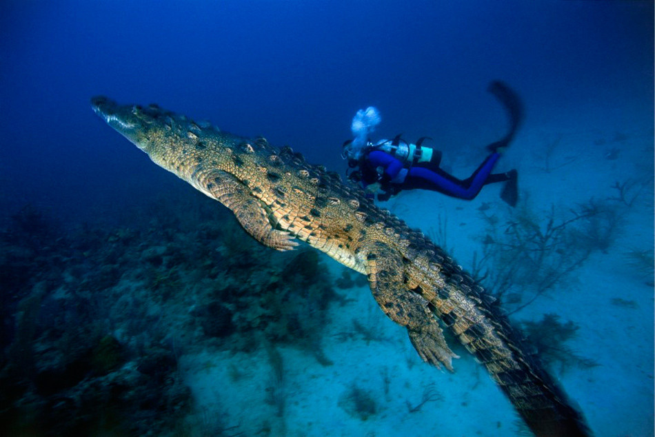 潜水者与鳄鱼水下同游2个小时