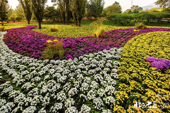 《2014北京植物園第二十二屆市花展暨第六屆北京菊花文化節》(第十二