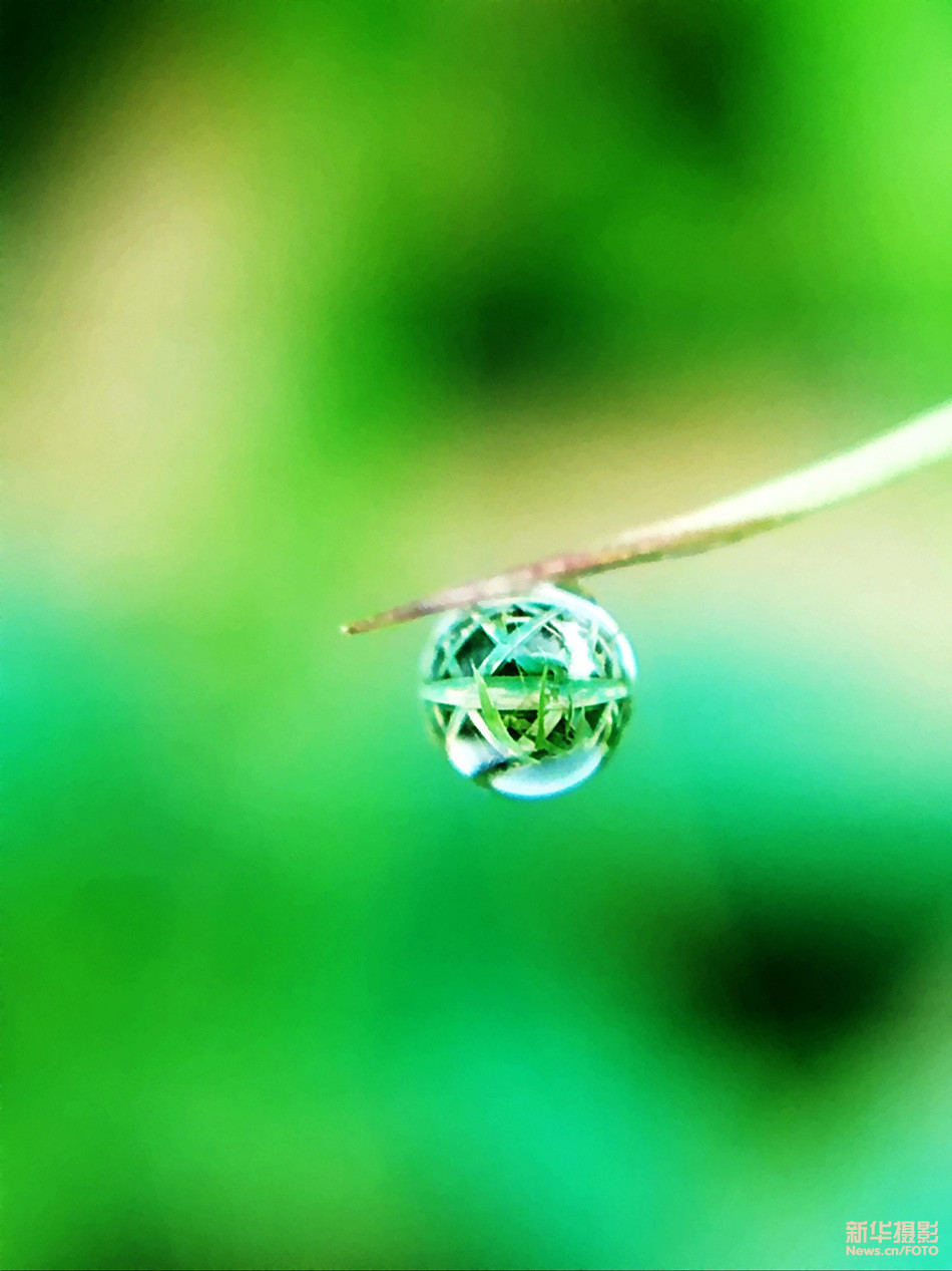 清晨的露珠折射出的美丽微世界