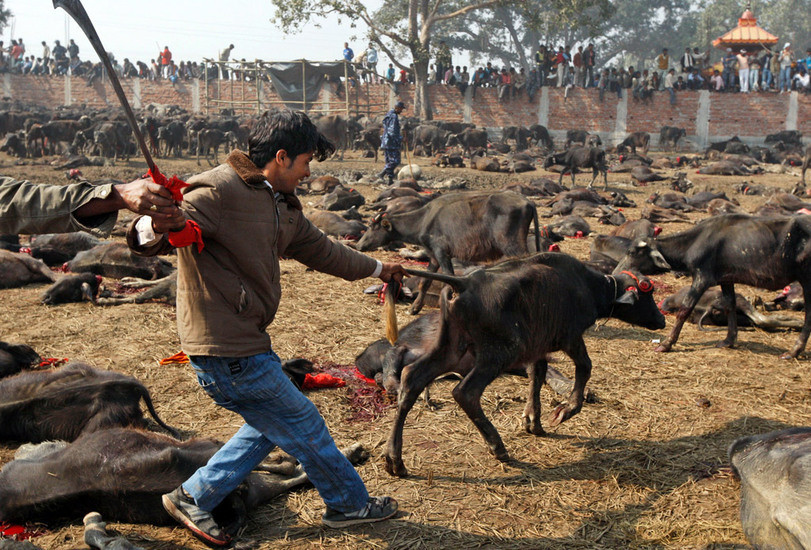 尼泊尔男子血腥宰杀牲畜