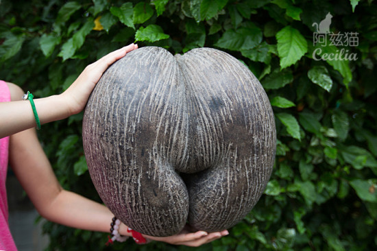 塞舌尔国宝形似女人丰满臀部