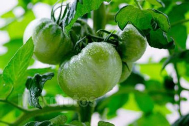 比砒霜还要毒的蔬菜,震惊了,速度转发!