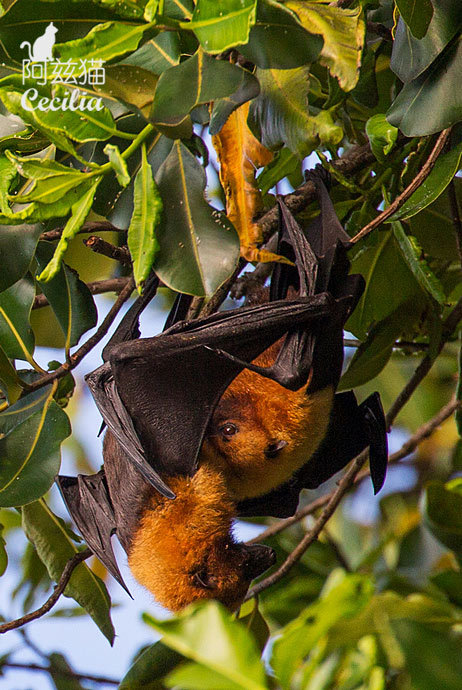 塞舌尔重口味令人生畏美食:体型巨大果蝠