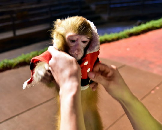 順德一動物園,猴子懂得感恩,每天給馴養員敬禮