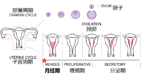 一来大姨妈就疼到抓狂!为什么月经的时候我比别人更痛?