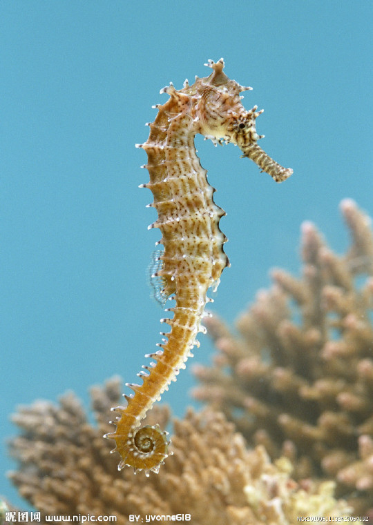 海马汽车是哪个国家的