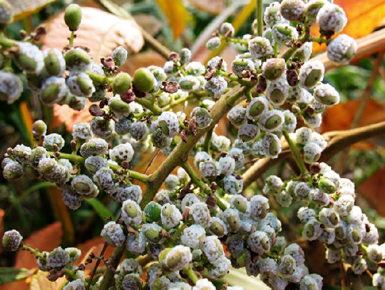 盐酸子,小时候无数次浅尝辄止的野果,清热解毒又散瘀止血