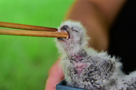 的哥暴雨救猫头鹰 冷漠脸神形呆萌爱吃肉