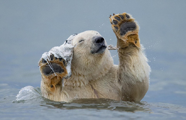 萌呆北极熊摆弄鲸鱼尸体残骸似跳舞