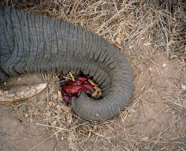 非洲,津巴布韦,被射杀的大象.