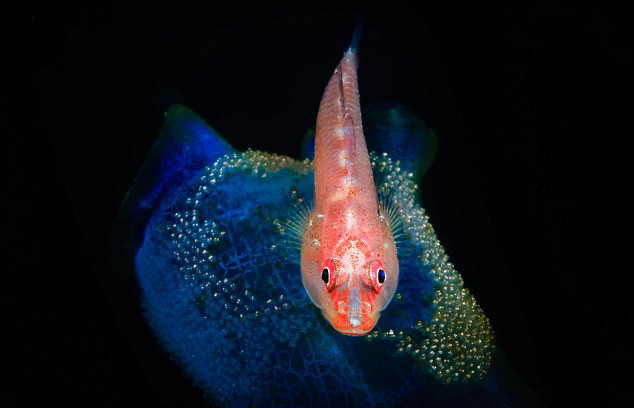 摄影师拍摄深海生物:色彩斑斓如万花筒