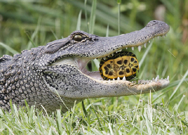 美饥饿短吻鳄吞食乌龟和蛇场面血腥