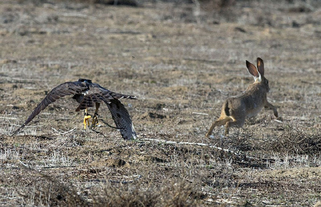 但兔子灵活的避开了,而兔子试图从苍鹰的640_413