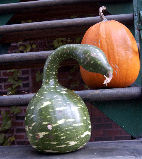 奇形怪状水果蔬菜:甘薯姿势销魂像屁股