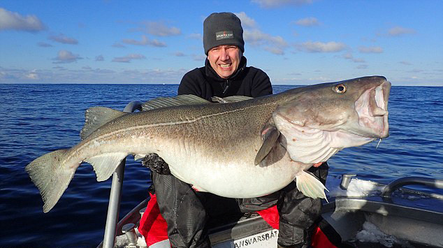 英垂钓者挪威海岸钓得84斤重鳕鱼