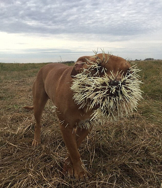 豹子捕豪猪反被扎全身 表情哀怨将刺拔出